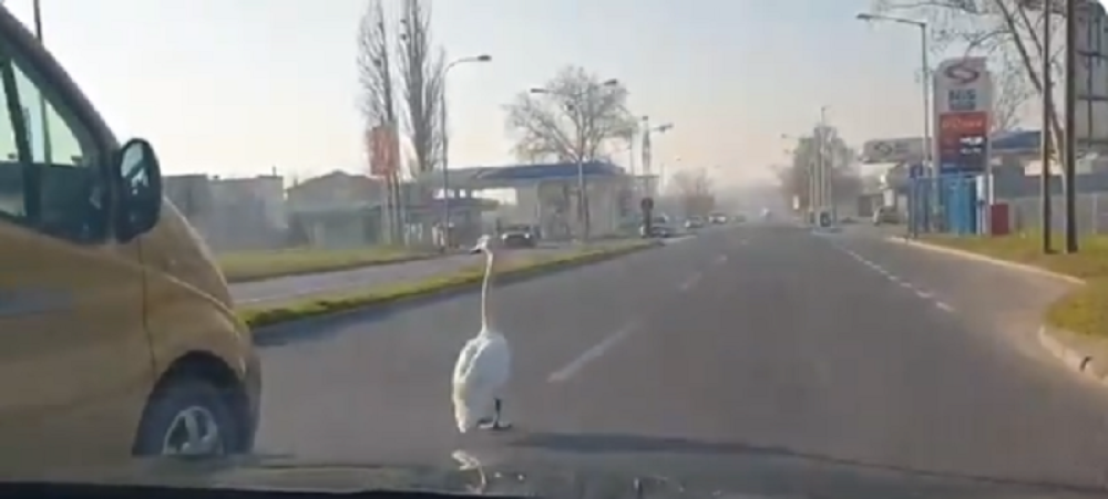 Zbog jednog belog lepotana stao je saobraćaj u Novom Sadu (VIDEO)