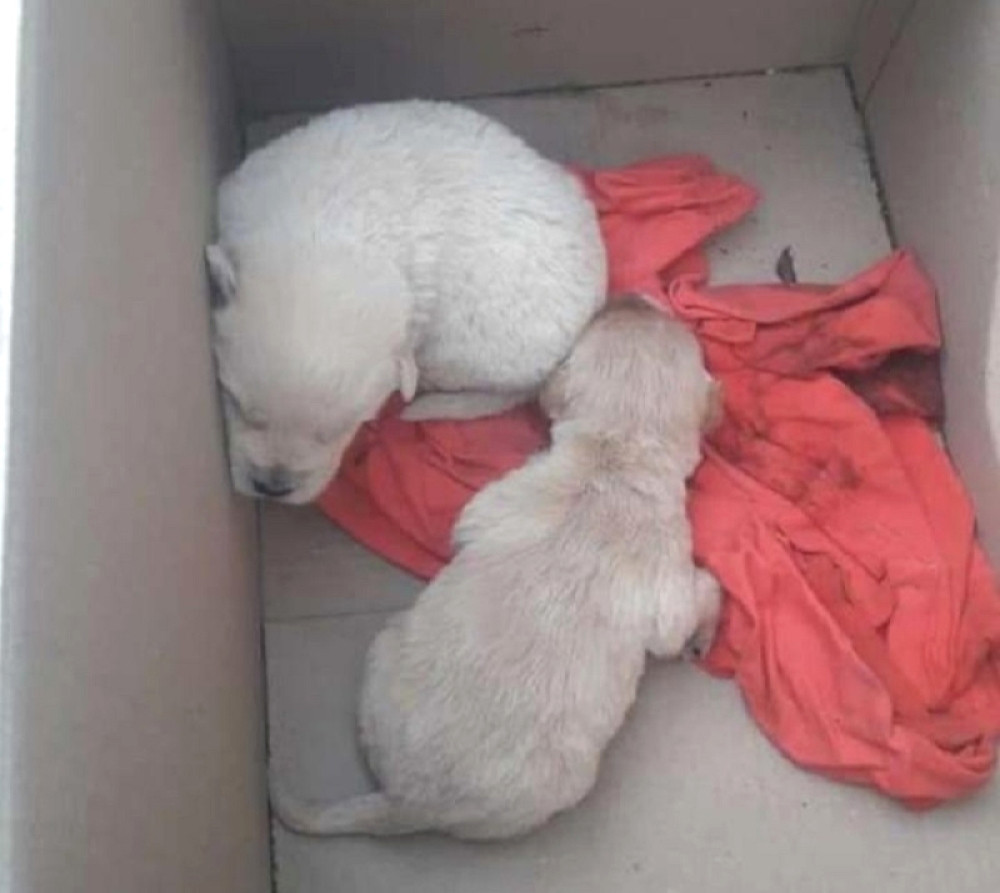 Dva kučeta bačena na ulicu da umru spasili Iva i Nemanja: Braću udomili vlasnici koji se nisu poznavali, a onda je igra sudbine umešala prste (FOTO)