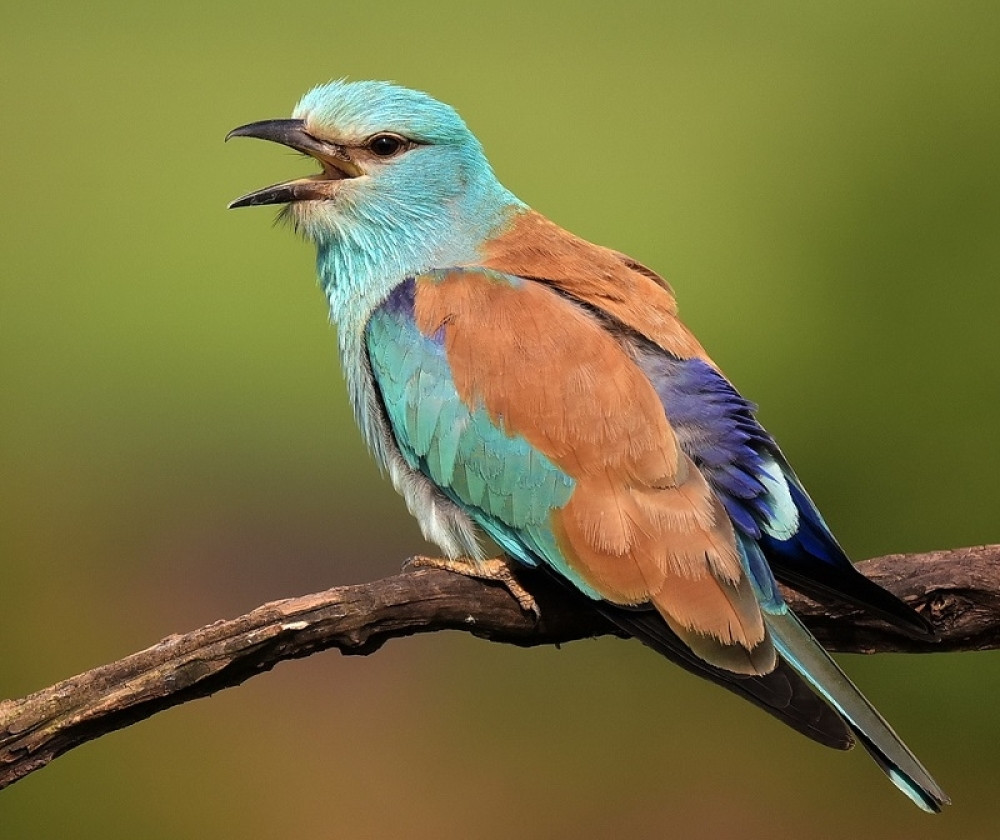 Prelepa ptica iz Srbije spasena u Namibiji, jurila iznad Sahare na visini od 4.000 metara i pri brzini od 113 km na sat!