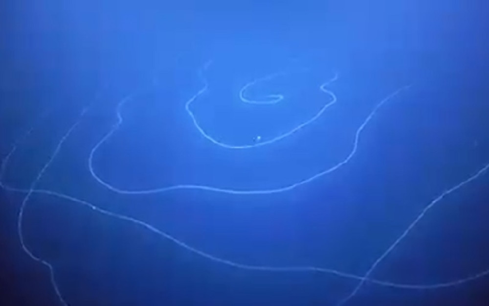 Tajanstveno stvorenje snimljeno na obali Australije izgleda kao džinovska „okeanska žica“