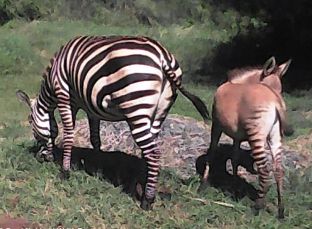 Pojavila se nova vrsta životinje!