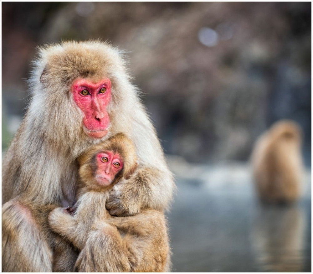 Majmuni su otplovili iz Afrike do Južne Amerike na splavovima