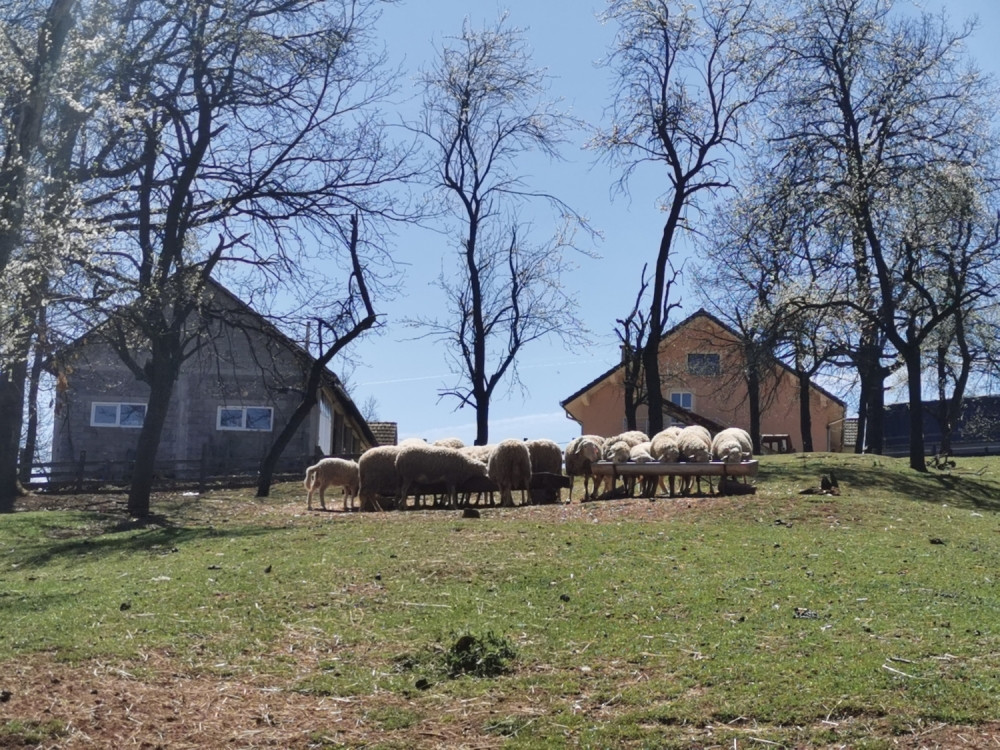 Meta srpskog sela sada je -Amerika cela (FOTO)