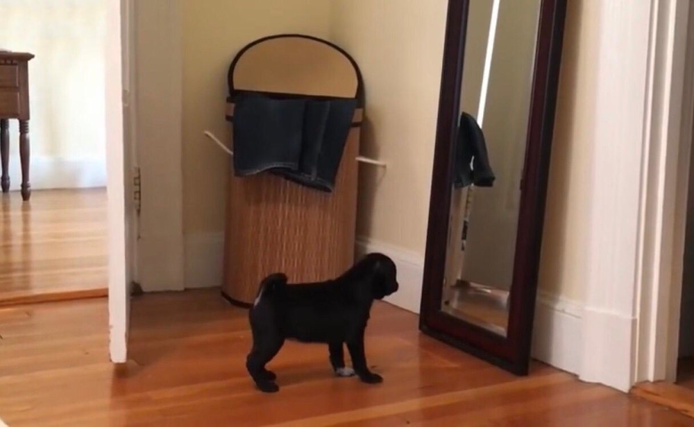 Videli su svoj odraz i reakcije su presmešne! (VIDEO)