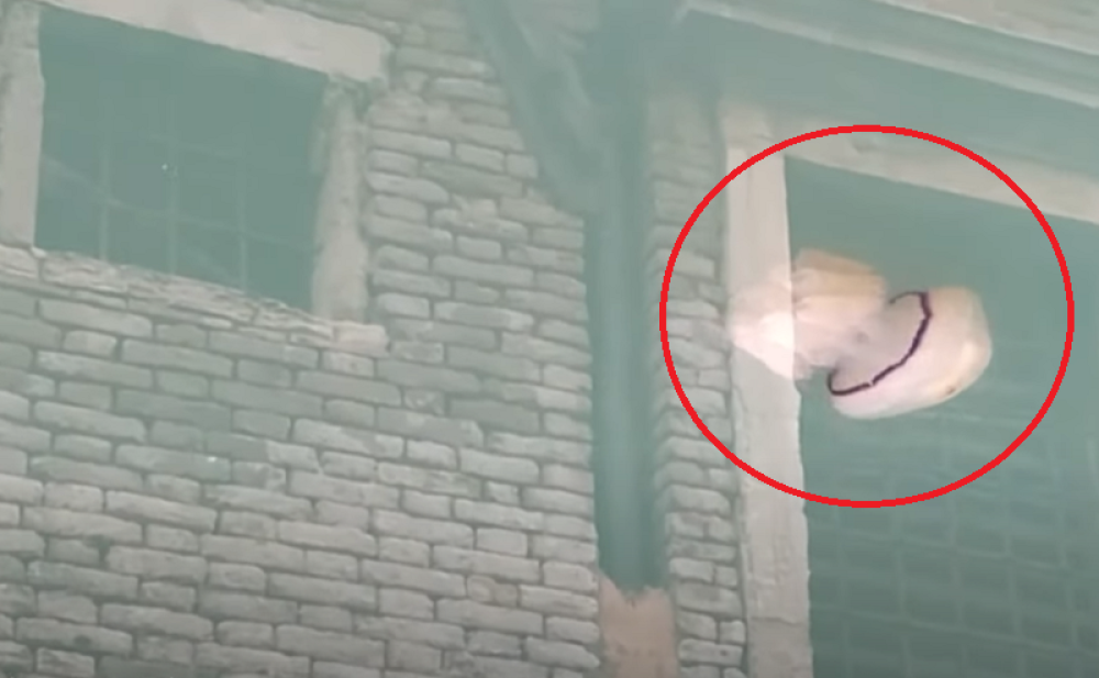 Životinje ispunile vodene kanale u Veneciji, prizor nestvaran (VIDEO)