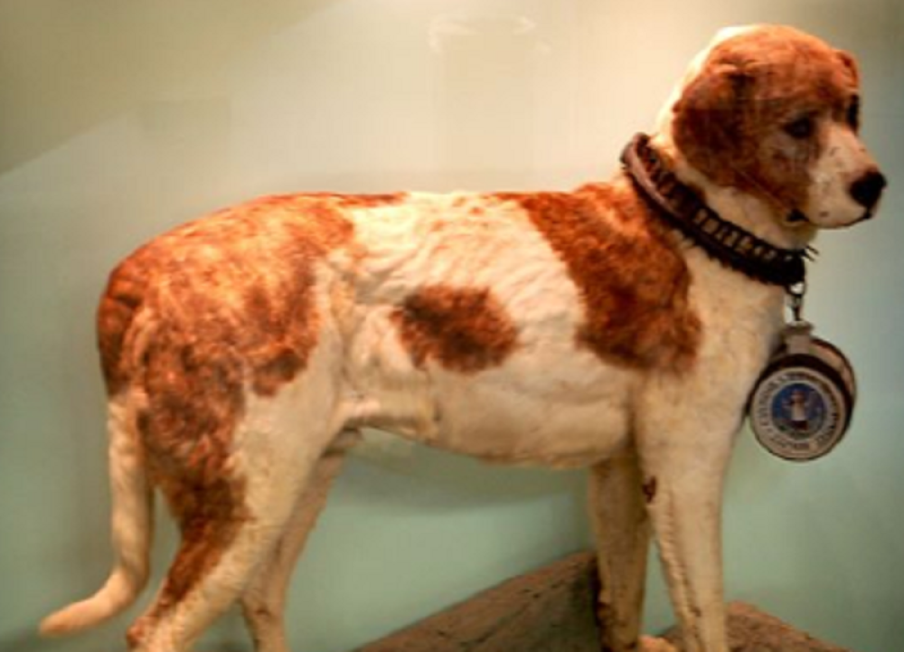 Poslednji zadatak "svetog psa"