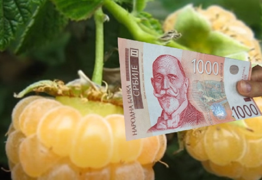 Ova sorta je imuna na bolesti, a zarada je odlična!