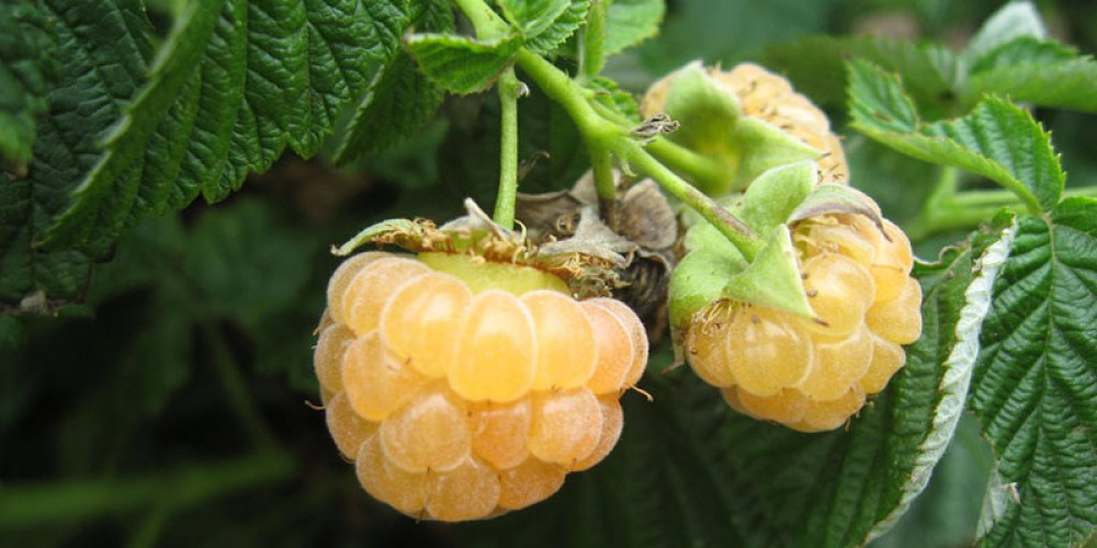 Svi u Srbiji bi mogli da se okrenu ovoj sorti malina (FOTO)