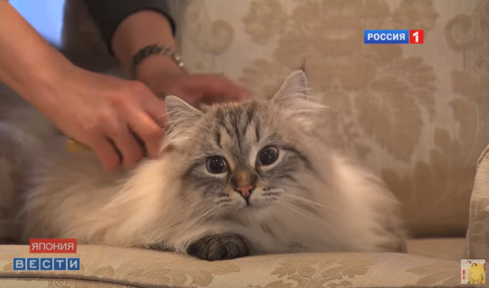 Vrlo su uznemireni jer ima simptome, pa su je stavili u izolaciju (VIDEO)