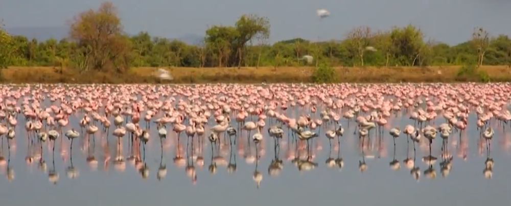 Milioni ljudi se povukli u kuće zbog korone, ali oni sada uživaju! Desetine hiljada flamingosa na obali u Indiji (VIDEO)