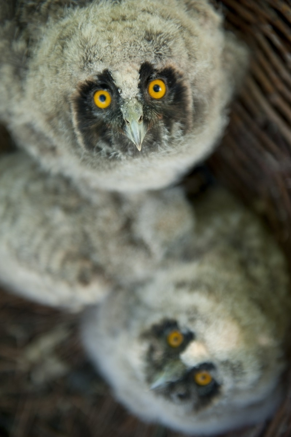 Hitno je vratite na drvo!