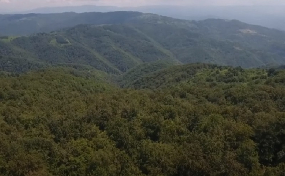 Bogate šume nominovane za svetsku prirodnu baštinu!