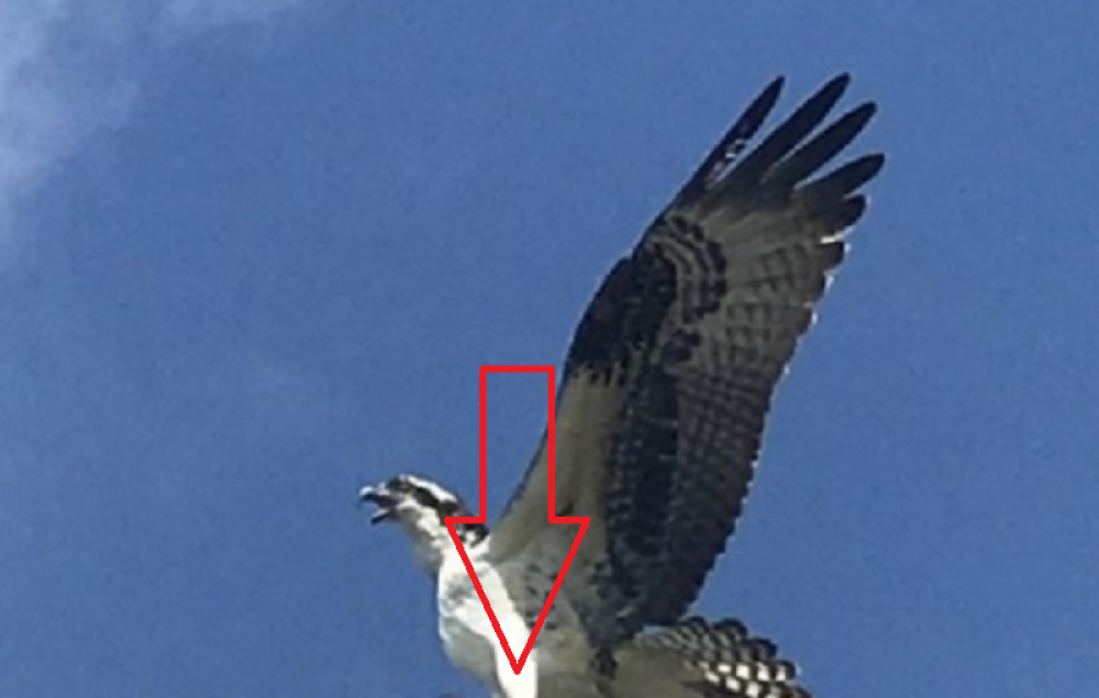 Kada je raširila krila, u kandžama se ukazao jezivi prizor! Ljudi su bili zaprepašćeni (FOTO)