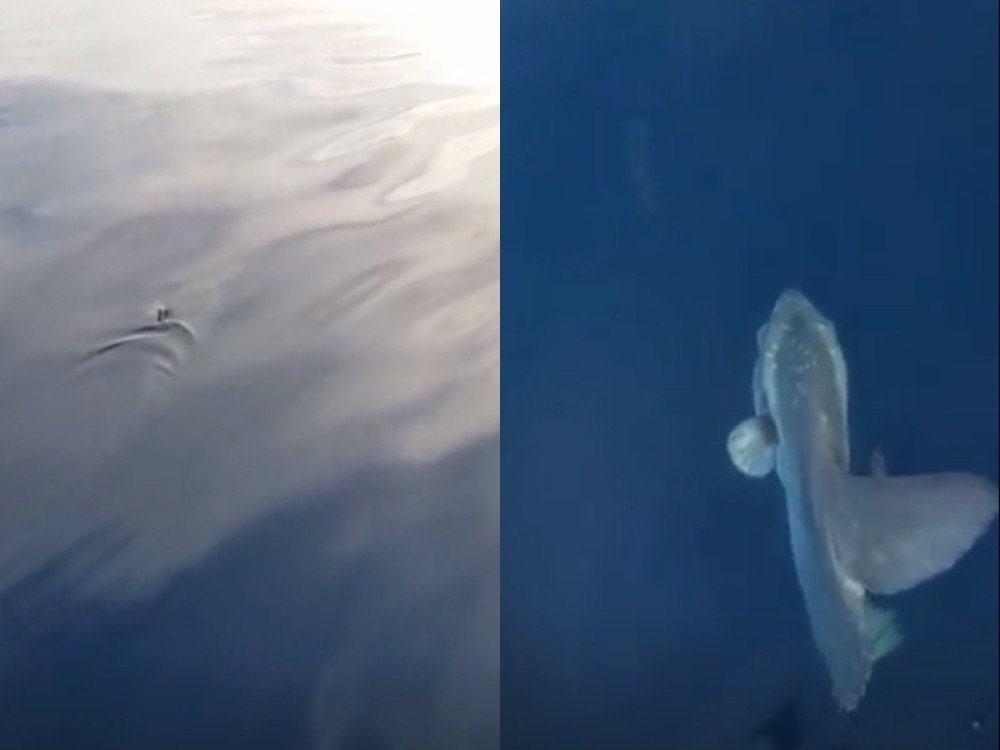 Retka pojava u Jadranskom moru! Prizor ove ribe iznenadio čak i ribara nedaleko od Budve! (FOTO)