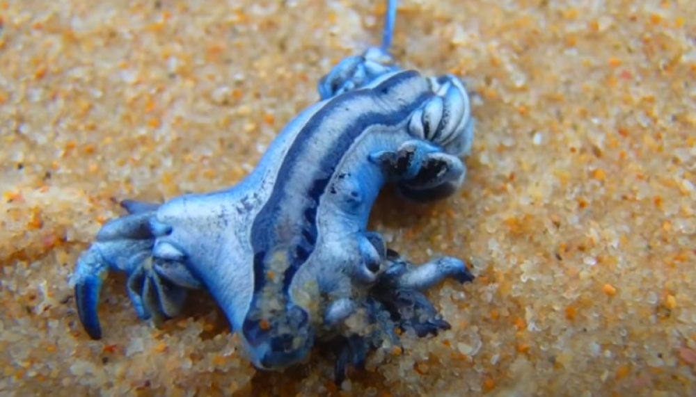 U Teksasu se pojavili sićušni plavi zmajevi koji mogu biti vrlo opasni (VIDEO)