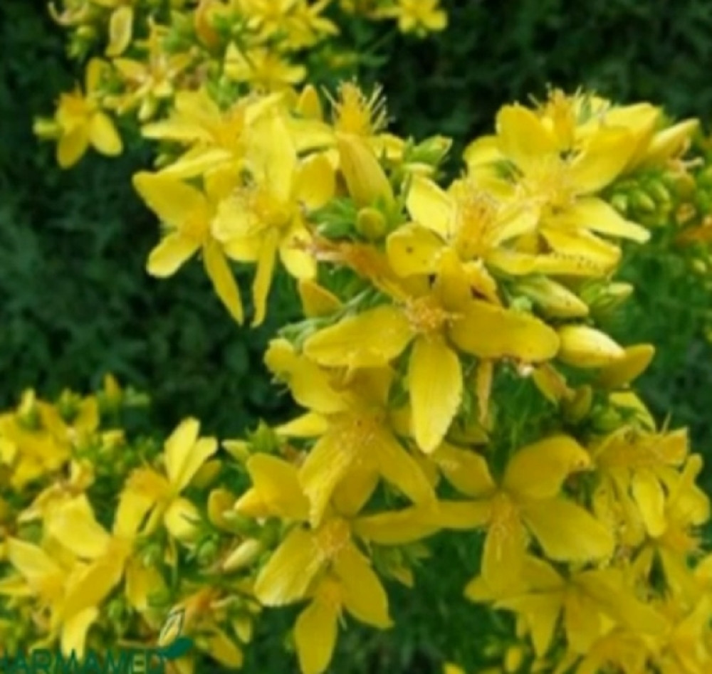 Trava koja leči rane, izgorelu kosu, tugu