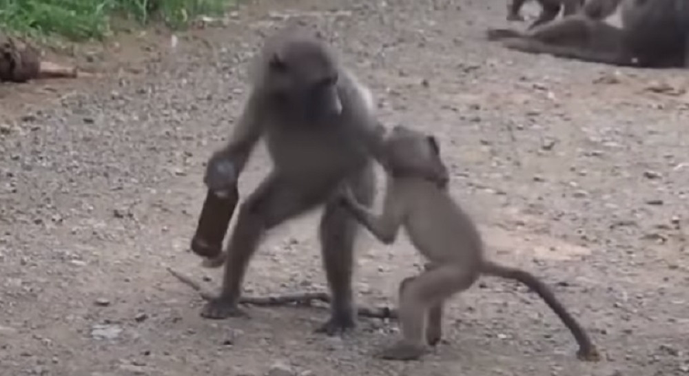 Urnebesno, pokačili se oko pivske flaše! (VIDEO)