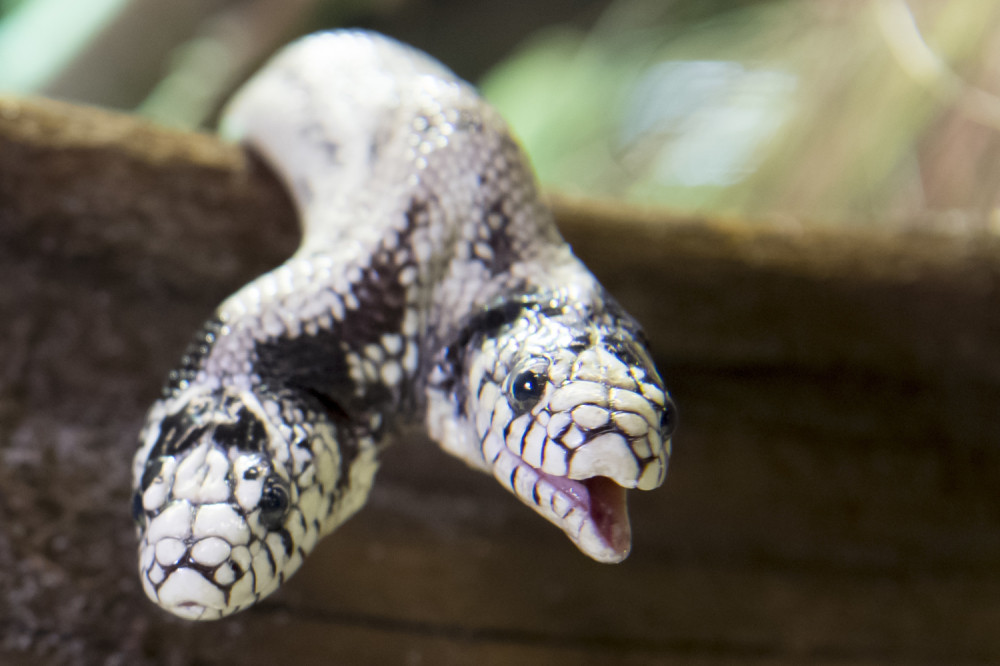 Ako može dvoglavi orao, što ne bi mogla dvoglava zmija! Naučnici pozivaju na oprez zbog ove nemani! (VIDEO)
