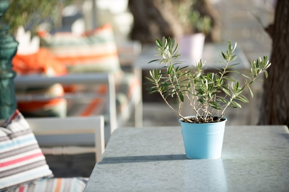 Kako da uzgajate drvo masline u vašem domu?