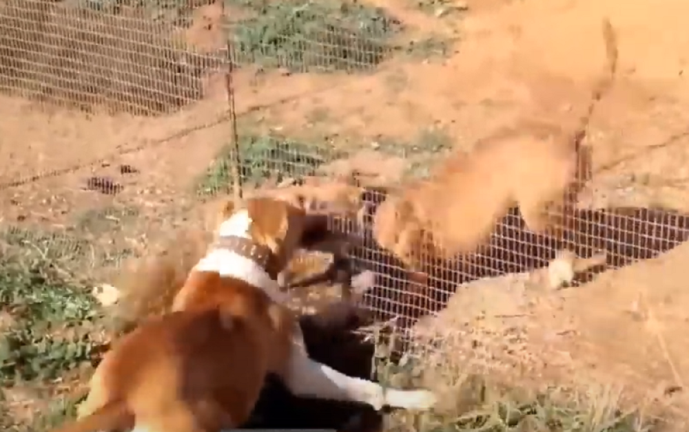 Dva staforda izujedala dete (6)