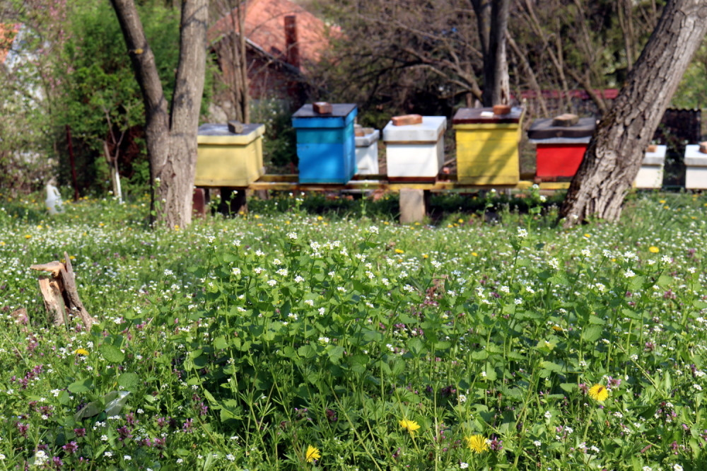 Pčelari zabrinuti, pesticidi i vreme ubijaju domaće providno zlato