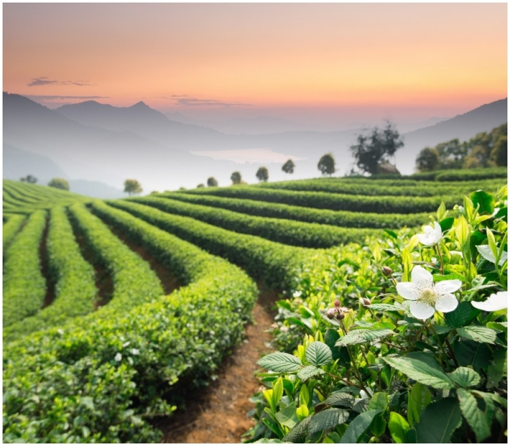 Na hiljade proizvođača mora u karantin pre nego što dođu do svojih useva