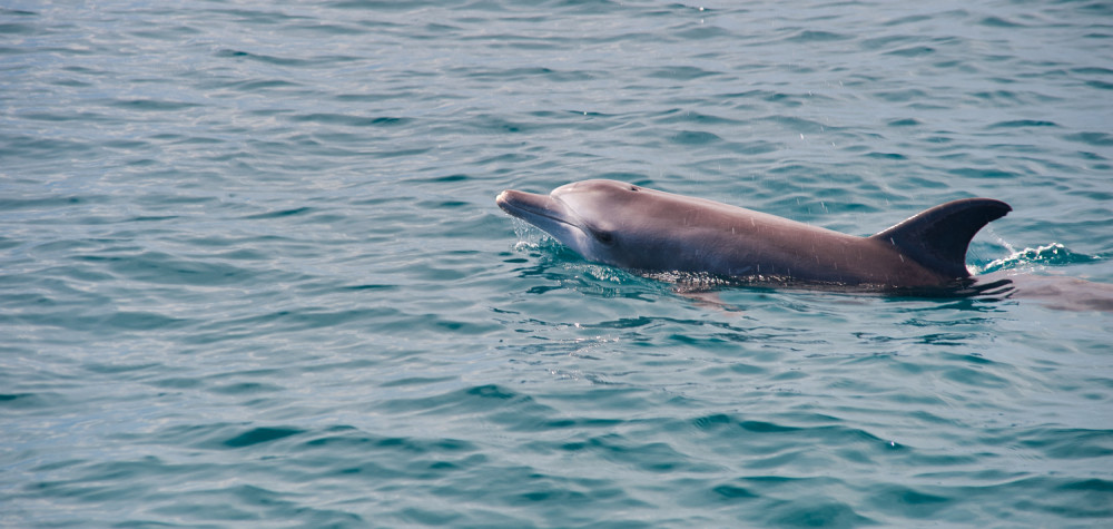 Severna Koreja trenira delfine za vojne svrhe