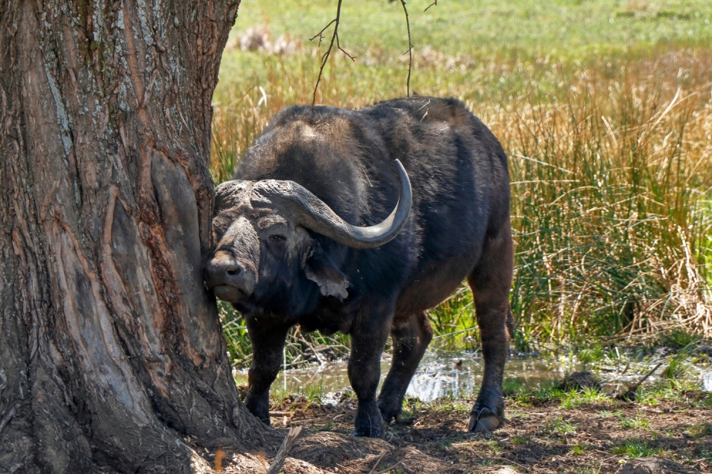 Bika zasvrbela gu*ica pa se počešao o banderu, preko 700 kuća ostalo bez struje! (FOTO)