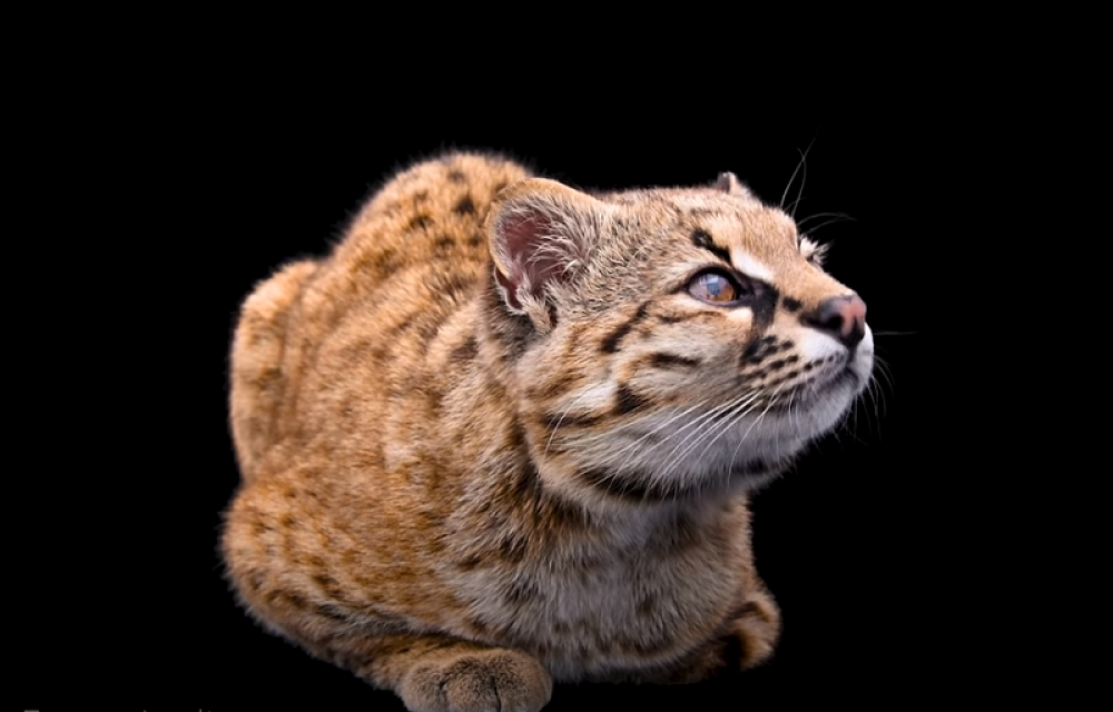 Umesto da mjauče, ona cvrkuće! (VIDEO)