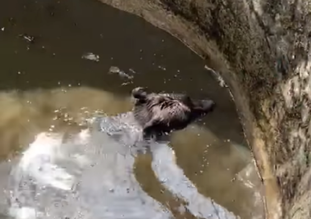 Nemoćna zver je spasena, ali nas je Bosanac nasmejao do suza! (VIDEO)