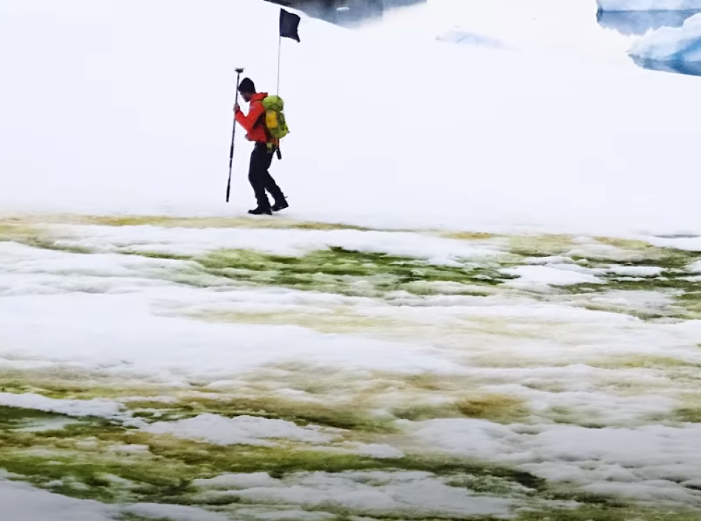 Na Antarktiku je sneg pozeleneo (VIDEO)