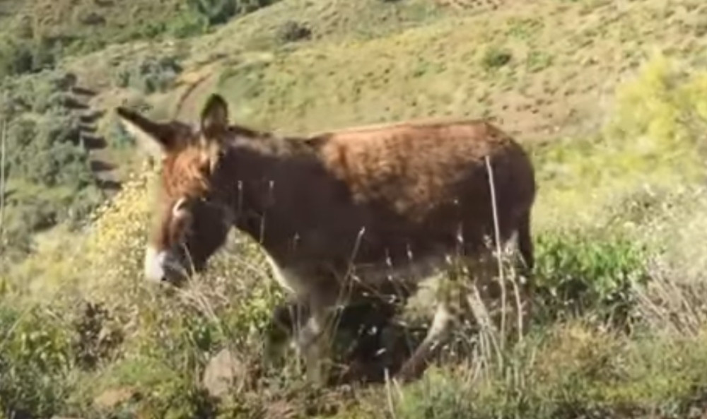 Magarac hrlio u ruke vlasniku, pri prvom dodiru ispuštao zvukove radosti (VIDEO)