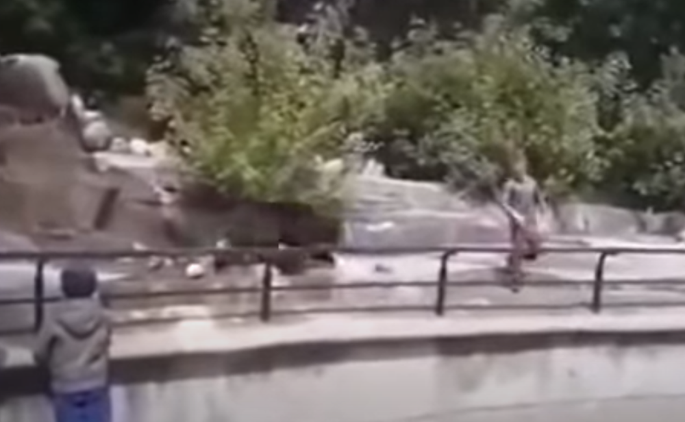 Pijani muškarac upao u kavez kod medveda, napad je bio jeziv, a na kraju je on završio sa prijavom!