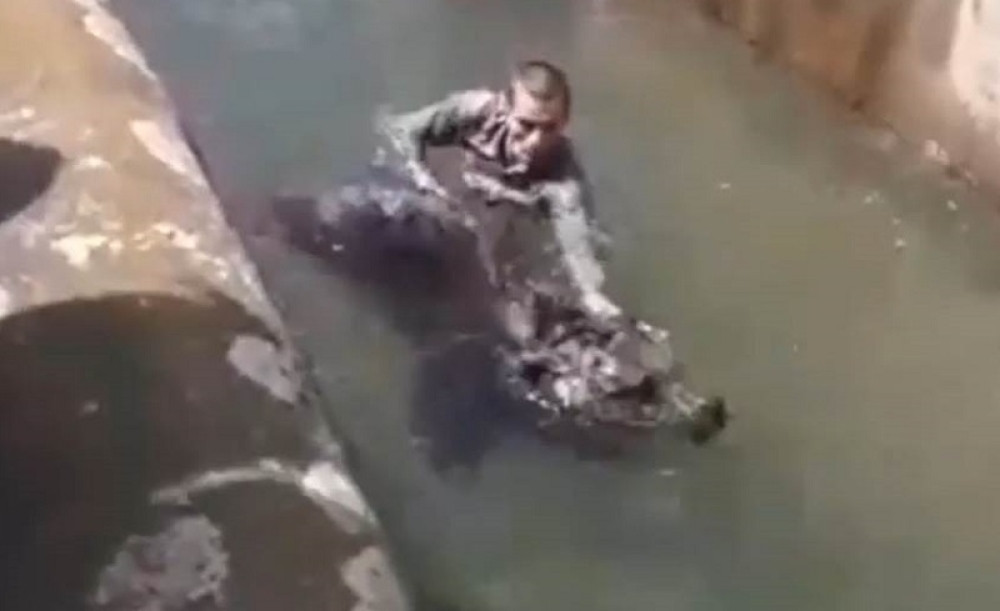 Skočio u bazen, životinja krenula za njim, a onda je usledio neverovatan obrt (VIDEO)