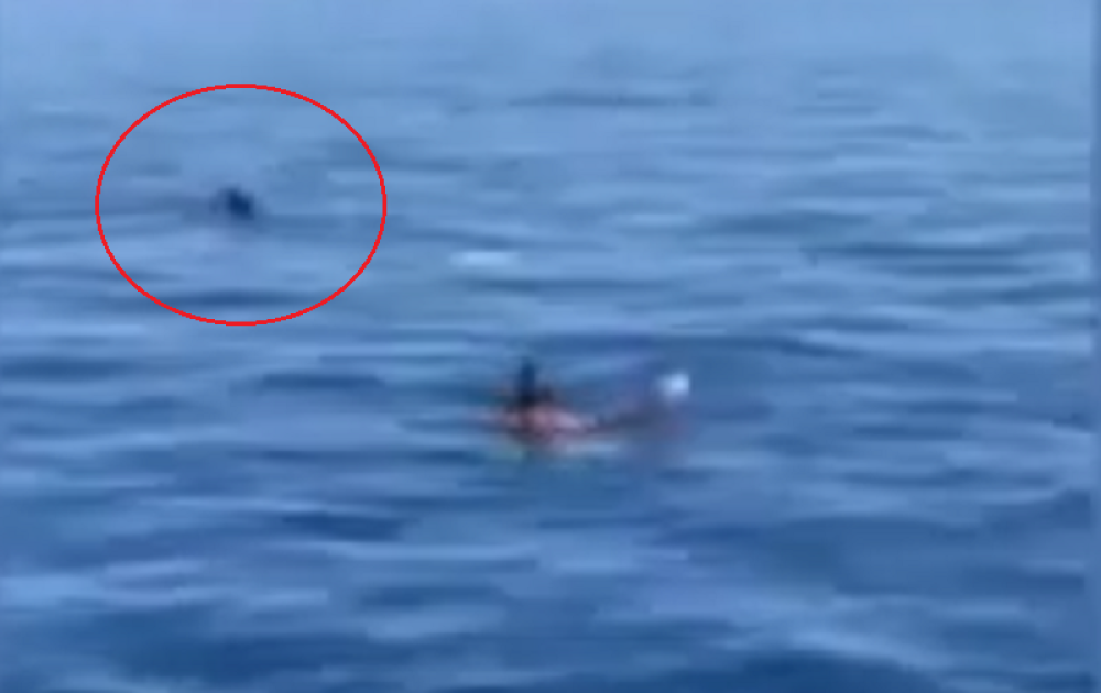 Hrabri plivač se našao oči u oči sa ajkulom dugom čak šest metara! (VIDEO)