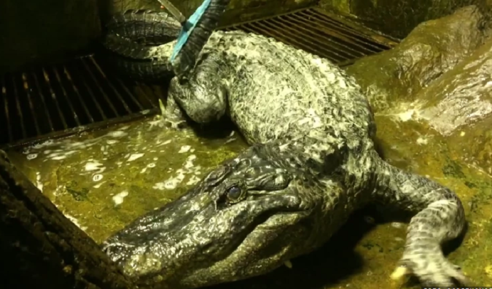 Saturn pobegao iz berlinskog Zoo vrta 1943. godine, govorili su da pripada Hitleru, uginuo u dubokoj starosti u Moskvi (VIDEO)