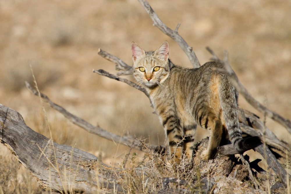 Ogromna divlja mačka ubila peščanu iguanu tešku 6kg