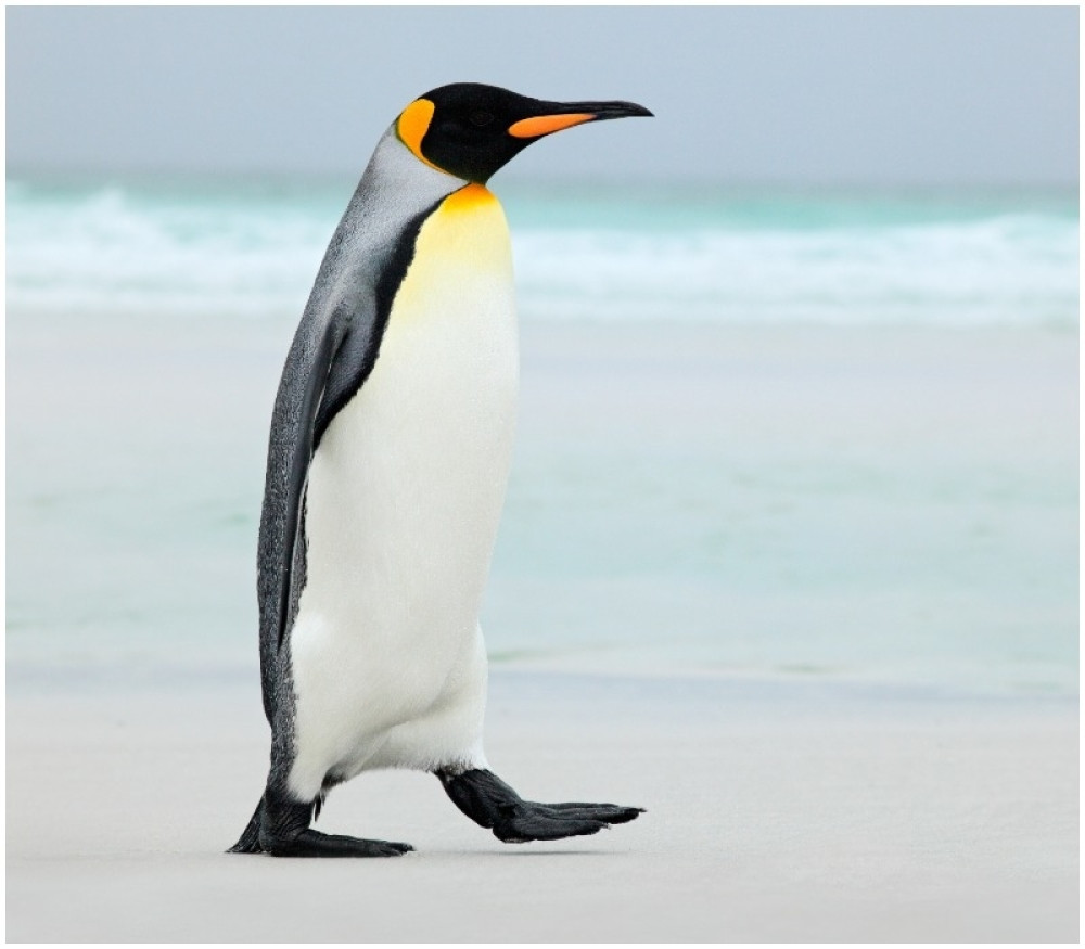 Ženka pingvina napunila 41 godinu i ušla u Ginisovu knjigu rekorda