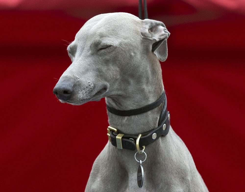 Otišao Mujo u goste u Foču, kad tamo u dvorištu ugleda čudnog psa...