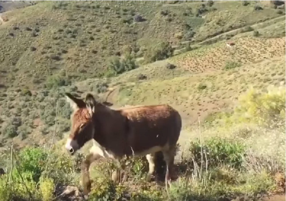Čovek se nakon dva meseca sreo sa svojim četvoronožnim prijateljem koji je "briznuo u plač"  (VIDEO)