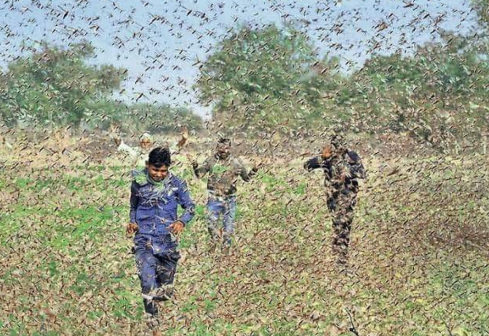 Milioni insekata prekrili nebo, jeziv prizor znači samo jedno (VIDEO)