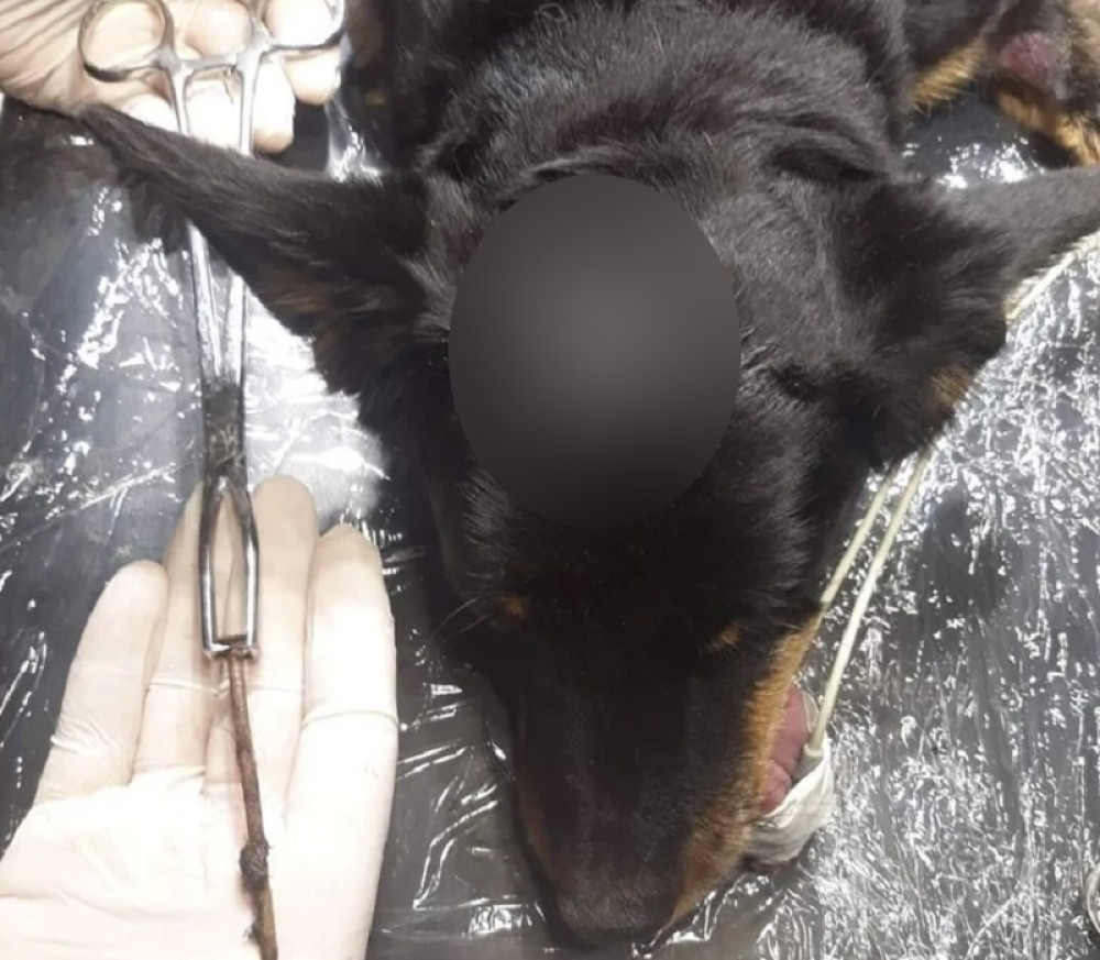 Dečak (12) joj je zakucao ekser u glavu, a njen poslednji snimak će vas rasplakati (UZNEMIRUJUĆI VIDEO)