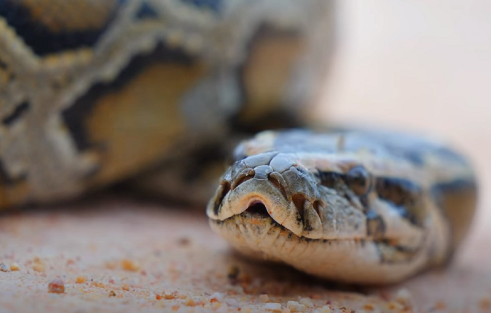 Prekinuta gradnja Tesline fabrike kod Berlina