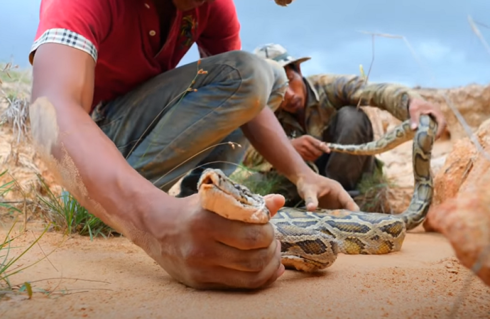 Savladana opasna džinovska zmija, bebe su na sigurnom! (VIDEO)