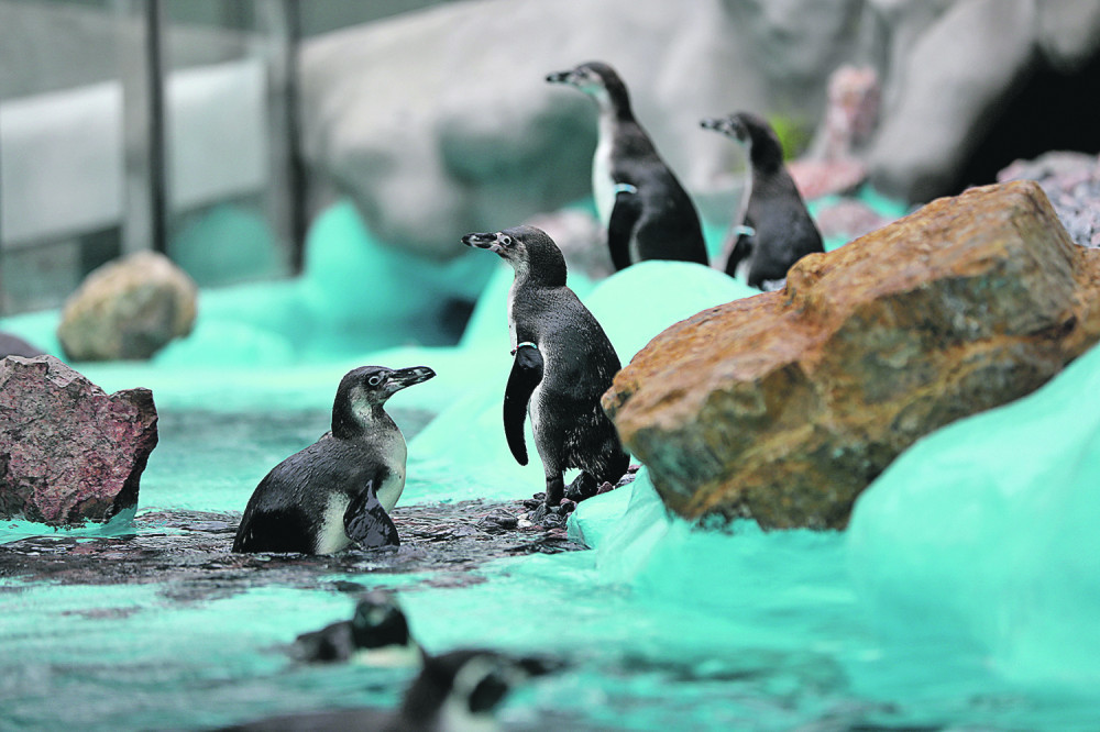 Gej pingvini ukrali jaja lezbejskom paru (VIDEO)