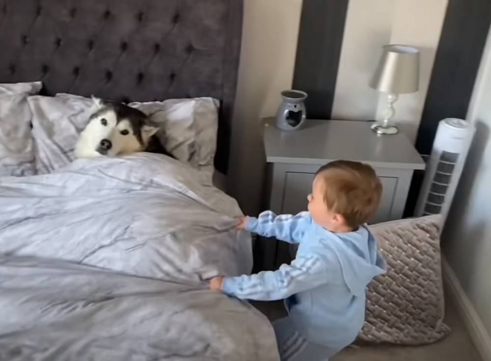 Svako veče pred spavanje Parker (2) odlazi u krevet sa svojim haskijem, a ono što je na snimku je za nepoverovati! (VIDEO)