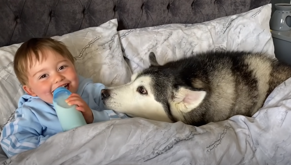 Da biste ih držali u stanovima moraju proći dobru dresuru, u besu mogu uništiti nameštaj, ali i napraviti ozbiljnije probleme (VIDEO)