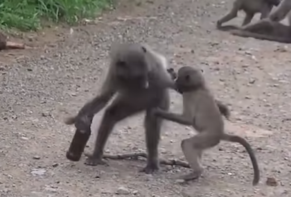 Dva babuna se potukli zbog piva (VIDEO)