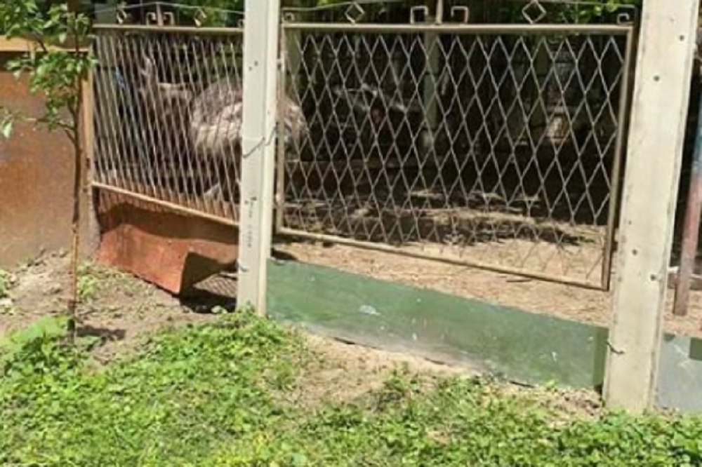 Psi lutalice rastrgli Srećka