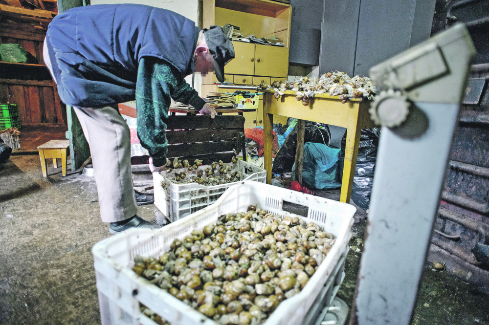 Milojko iz Pančeva (42) razvio unosan biznis, nema ulaganja, a pare same mile